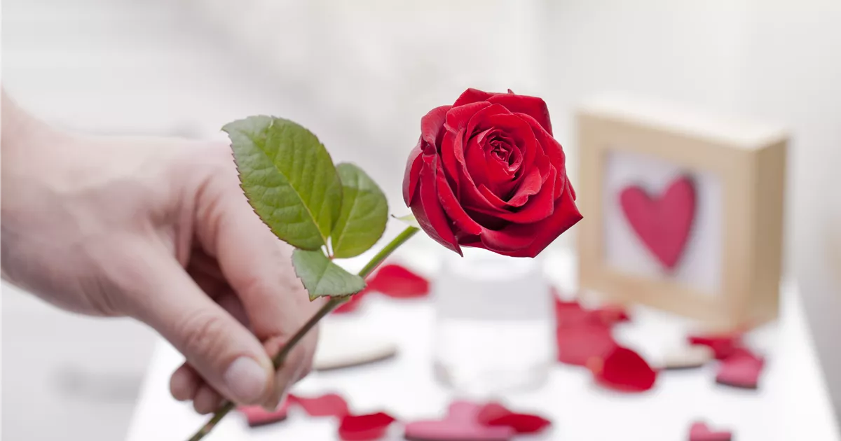  - Geschenke zum Valentinstag: Nicht nur Rosen machen glücklich