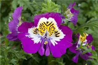  - Schizanthus wisetonensis