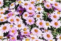 - Das richtige Blumenbeet: eine Frage des Geschmacks  - Das richtige Blumenbeet: eine Frage des Geschmacks