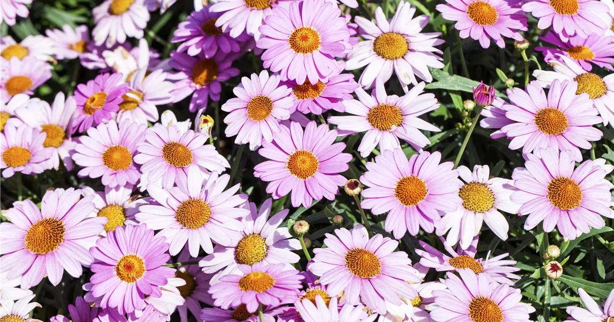  - Das richtige Blumenbeet: eine Frage des Geschmacks