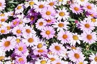 Argyranthemum frutescens, rosa - Strauchmargerite Argyranthemum frutescens, rosa - Strauchmargerite