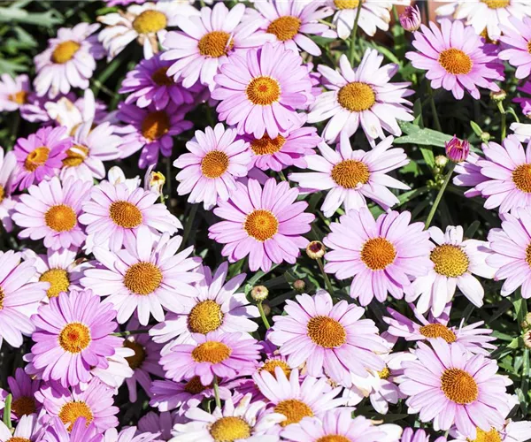 - Das richtige Blumenbeet: eine Frage des Geschmacks  - Das richtige Blumenbeet: eine Frage des Geschmacks