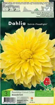 Blumenzwiebeln - Grossblütige Dahlie Kelvin Floodlight, Dekorativ - 3 Stück