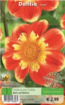 Blumenzwiebeln - Dahlie Pooh rot-gelb Blumenzwiebeln - Dahlie Pooh rot-gelb