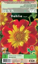 Blumenzwiebeln - Dahlia Pooh x3 Halskrausen-Dahlie Blumenzwiebeln - Dahlia Pooh x3 Halskrausen-Dahlie