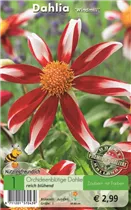 Blumenzwiebeln - Dahlie Windmill x1