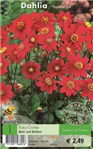 Blumenzwiebeln - Dahlie Topmix rot Blumenzwiebeln - Dahlie Topmix rot