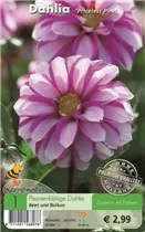 Blumenzwiebeln - Dahlie Priceless Pink rosa-weiß Blumenzwiebeln - Dahlie Priceless Pink rosa-weiß