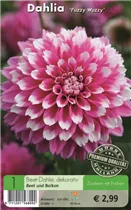 Blumenzwiebeln - Dahlie Fuzzy Wuzzy rosa-weiß Rand gefranst Blumenzwiebeln - Dahlie Fuzzy Wuzzy rosa-weiß Rand gefranst