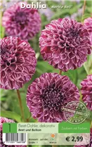 Blumenzwiebeln - Dahlie Marble Ball purpur-weiß Blumenzwiebeln - Dahlie Marble Ball purpur-weiß