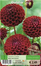 Blumenzwiebeln - Dahlie Natal braun-rot Blumenzwiebeln - Dahlie Natal braun-rot