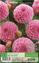 Blumenzwiebeln - Dahlie Stolze von Berlin rosa Blumenzwiebeln - Dahlie Stolze von Berlin rosa