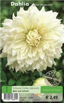Blumenzwiebeln - Dahlie White Perfection weiß Blumenzwiebeln - Dahlie White Perfection weiß