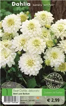 Blumenzwiebeln - Dahlie Art Fair reinweiß