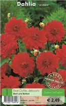 Blumenzwiebeln - Dahlie Arnhem rot