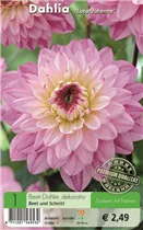 Blumenzwiebeln - Dahlie Luca Johanna weiß-rosa