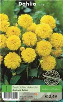Blumenzwiebeln - Dahlie Sisa gelb