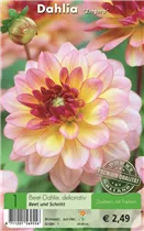 Blumenzwiebeln - Dahlie Zingaro