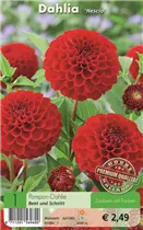 Blumenzwiebeln - Dahlie Nescio rot