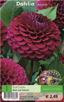 Blumenzwiebeln - Dahlie Babette purpur