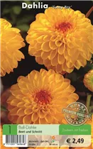 Blumenzwiebeln - Dahlie Sunny Boy gelb-rot