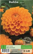 Blumenzwiebeln - Dahlie Sylvia kupfer-orange