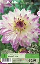 Blumenzwiebeln - Dahlie Ferncliff Illusion weiß-rosa