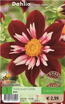 Blumenzwiebeln - Dahlie Night Butterfly Blumenzwiebeln - Dahlie Night Butterfly