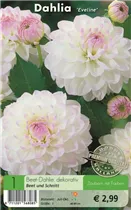 Blumenzwiebeln - Dahlie Eveline x1