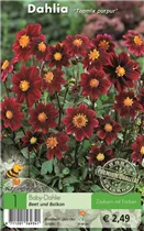 Blumenzwiebeln - Dahlie Topmix purpur x1 Blumenzwiebeln - Dahlie Topmix purpur x1