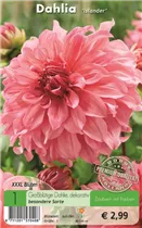 Blumenzwiebeln - Dahlie Islander x1