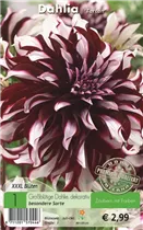 Blumenzwiebeln - Dahlie Tartan x1 Blumenzwiebeln - Dahlie Tartan x1