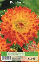 Blumenzwiebeln - Dahlie Procyon rot-gelb
