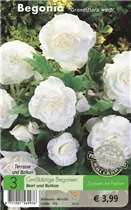 Blumenzwiebeln - Begonien grandiflora weiß