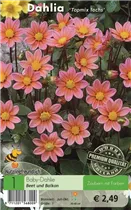 Blumenzwiebeln - Dahlie Topmix lachs Blumenzwiebeln - Dahlie Topmix lachs