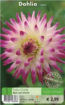 Blumenzwiebeln - Dahlie Jura weiß-rot