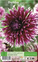 Blumenzwiebeln - Dahlie Clair Obscur violett, weiße Spitze Blumenzwiebeln - Dahlie Clair Obscur violett, weiße Spitze
