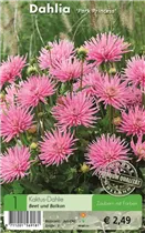 Blumenzwiebeln - Dahlie Park Princess