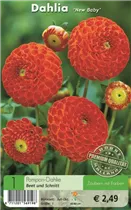 Blumenzwiebeln - Dahlie New Baby orange