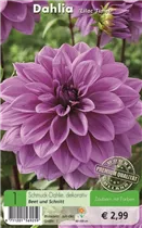 Blumenzwiebeln - Dahlie Lilac Time lila-blau
