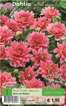 Blumenzwiebeln - Dahlie Berliner Kleene lachs-rosa Blumenzwiebeln - Dahlie Berliner Kleene lachs-rosa