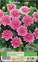 Blumenzwiebeln - Dahlie Bluesette karminrot