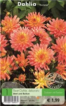 Blumenzwiebeln - Dahlie Extase lachs-rosa-gelb