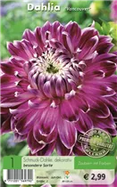 Blumenzwiebeln - Dahlie Vancouver purpur-rosa-lila