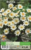 Blumenzwiebeln - Dahlie Topmix weiß