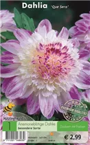 Blumenzwiebeln - Dahlie Que Sera rosa-weiß
