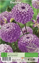 Blumenzwiebeln - Dahlie Genova lila-violett Blumenzwiebeln - Dahlie Genova lila-violett