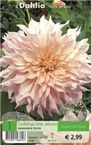 Blumenzwiebeln - Dahlie Cafe au Lait creme-weiß Blumenzwiebeln - Dahlie Cafe au Lait creme-weiß