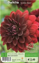 Blumenzwiebeln - Dahlie Arabien Night braun-rot