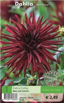 Blumenzwiebeln - Dahlie Nuit d'Ete braun-rot